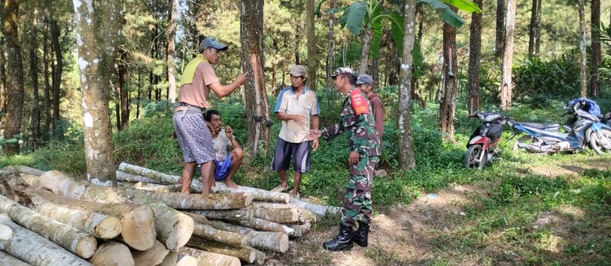 JALIN KEAKRABAN BABINSA KOMSOS KE PETANI KAYU ALBASIA