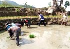 SUKSESKAN PROGRAM SWASEMBADA PANGAN, BABINSA DAMPINGI PETANI TANAM BIBIT PADI DIWILAYAH BINAAN