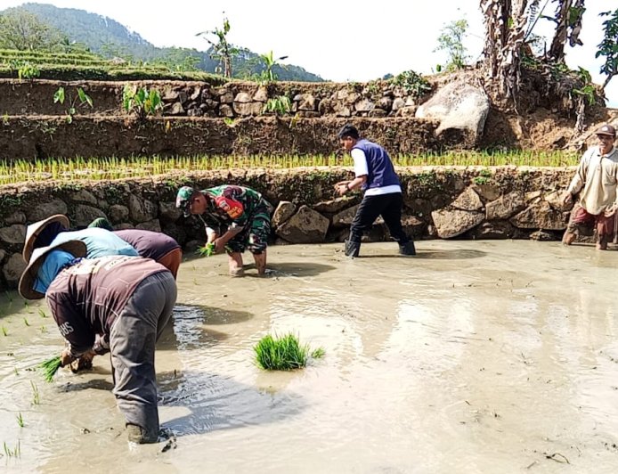 SUKSESKAN PROGRAM SWASEMBADA PANGAN, BABINSA DAMPINGI PETANI TANAM BIBIT PADI DIWILAYAH BINAAN