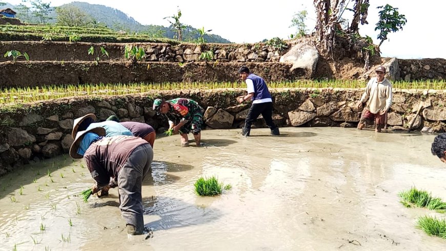 SUKSESKAN PROGRAM SWASEMBADA PANGAN, BABINSA DAMPINGI PETANI TANAM BIBIT PADI DIWILAYAH BINAAN